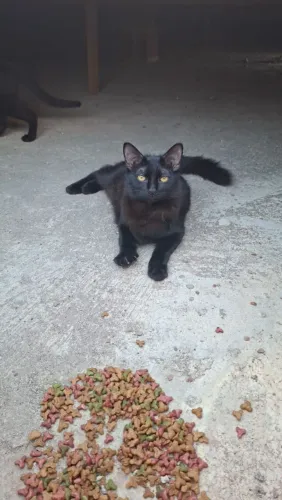 Gatos para adoção