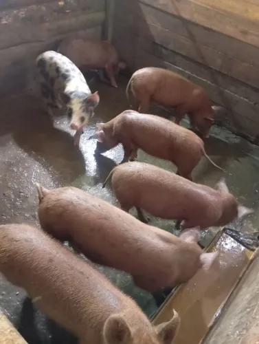 Leitões, porcos 25$ o kg limpo