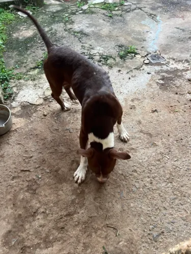 Doando cachorro pitbull