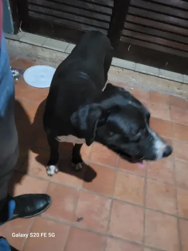 Cachorro para adoção 