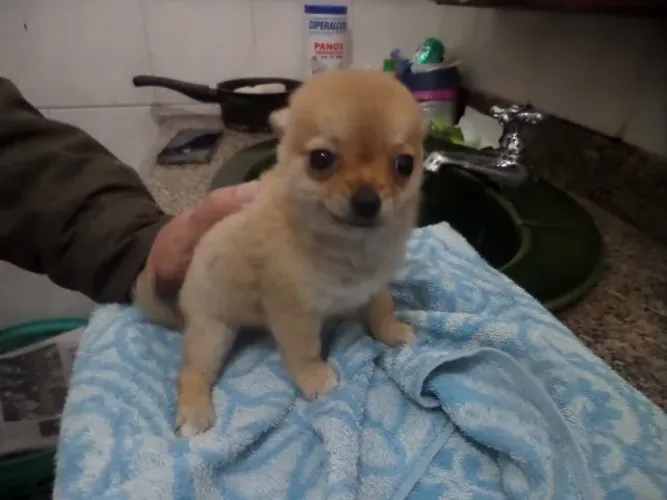 chihuahua pelo longo macho