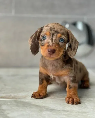 Filhotes de Dachshund - Seu Novo Melhor Amigo Pode Estar Aqui