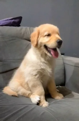 GOLDEN RETRIEVER (MACHO) LINDÍSSIMO! BAIXOU, ULTIMO FILHOTE COM 2 VACINAS IMPORTADAS