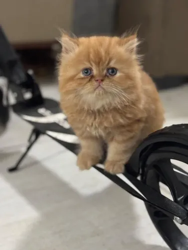 Gato persa
