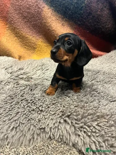 Dachshund Macho e Fêmea Leal Teckel/Dachshund/Salsicha/Salsichinha/Basset/Cofap Vacinados