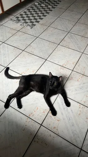 Adoção responsável de gatinho