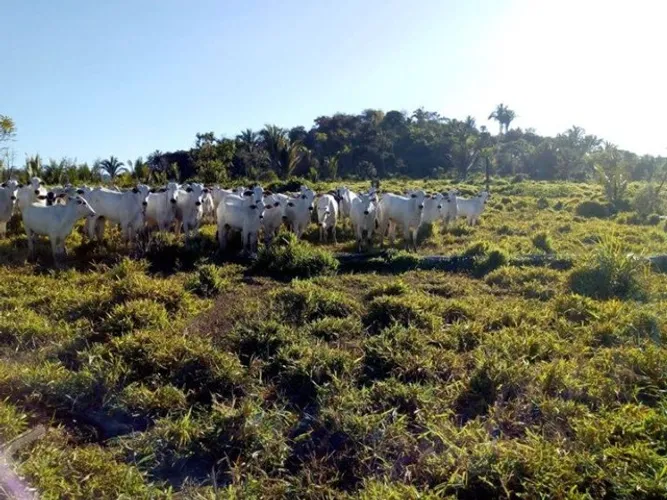 Fazenda de 200 hectares no Pará R$ 1.8 milhões reais no asfalto