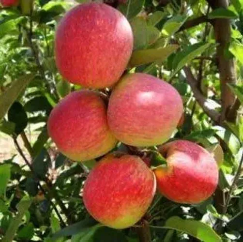 Mudas da maçã enxertada para clima quente 