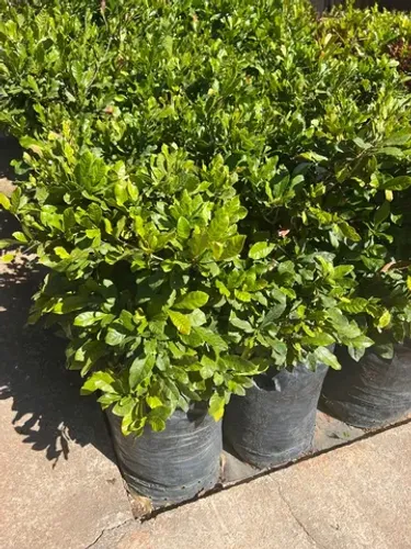 Muda de fruta do milagre Produzindo