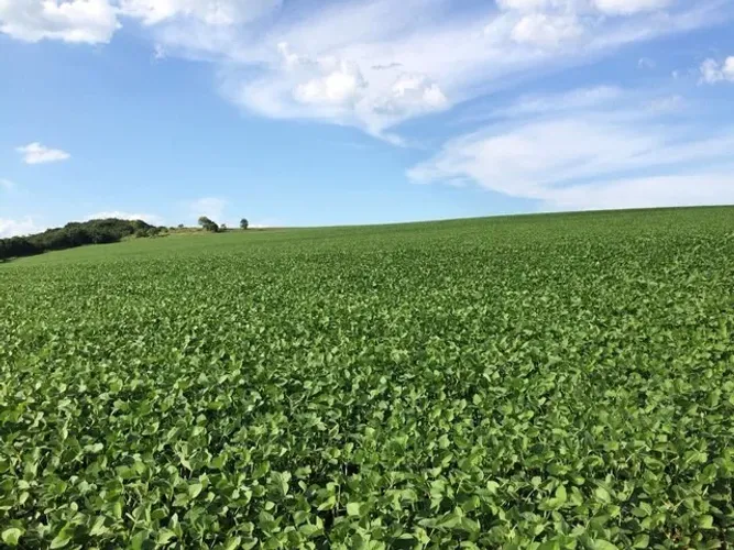 Sitio com 15 Alqueires na Região de Santa Fé Parana 