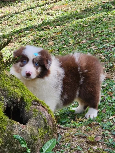 Border Collie | @canil.alesnewworld 