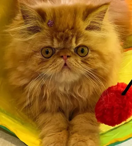 Gato Persa Lindo e Charmosos 