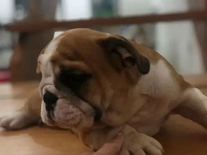 Bulldog Inglês Todas as Cores em Promoção *