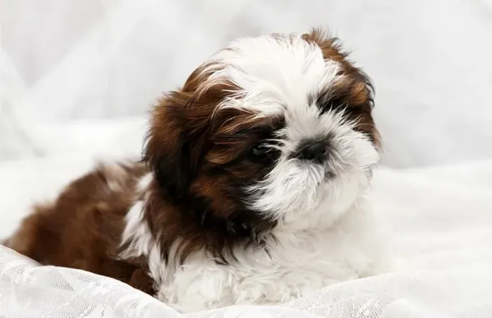Shih-Tzu Micro Branco Macho - Porte Pequeno e Personalidade Encantadora!