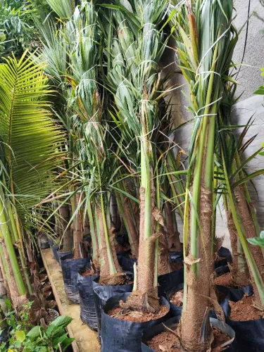 COCO ANÃO / 2 METROS E 20 DE ALTURA 