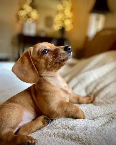 Daschund Teckel salsichinha lindos filhotes 