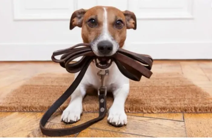 Passeio com seu PET - Dog Walker