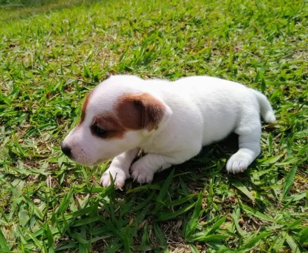 Jack Russell: pequeno no tamanho, gigante no amor!
