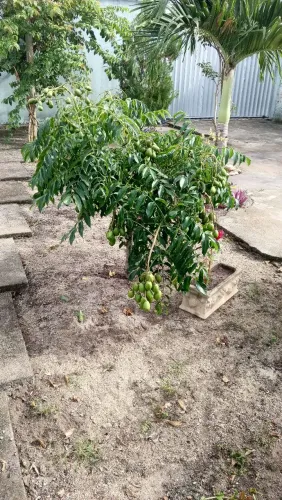 Cajarana precoce