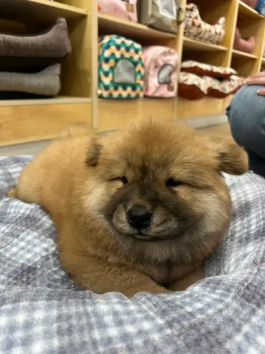 Filhote chow chow