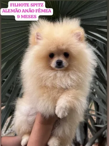 Filhote Spitz alemão com pedigree