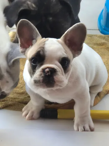 Filhote macho Buldogue Francês