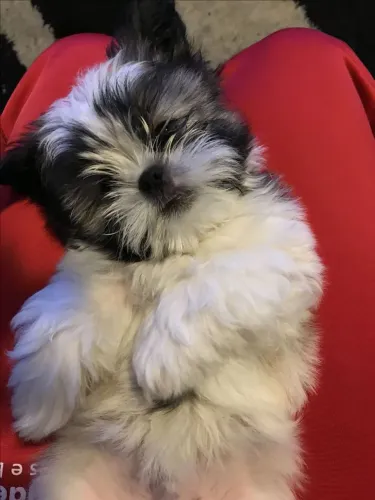 Shih Tzu Um cachorrinho esperando por um lar especial