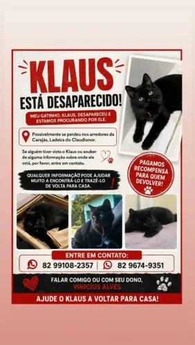 Procura gatinho perdido