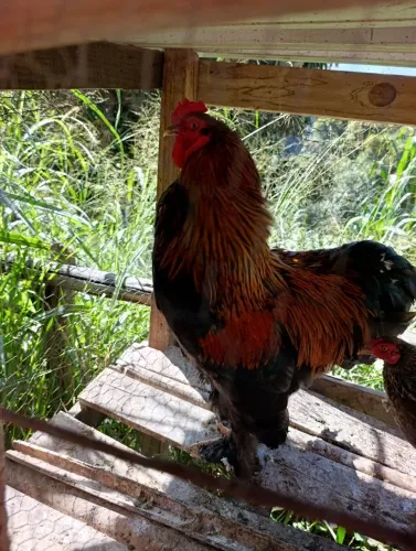 Galo a venda