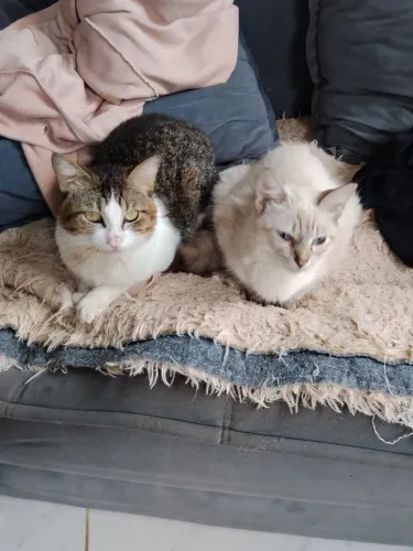 Adoção de gato e gata