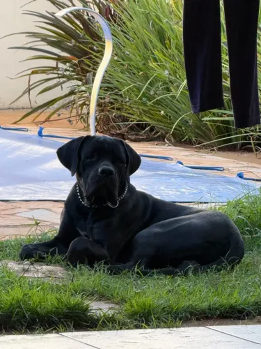 CANE CORSO ITALIANO MACHO - PEDIGREE CBKC/FCI