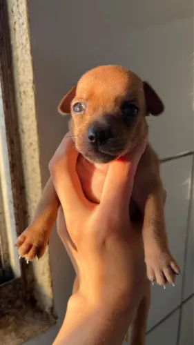 Filhote Pinscher macho 