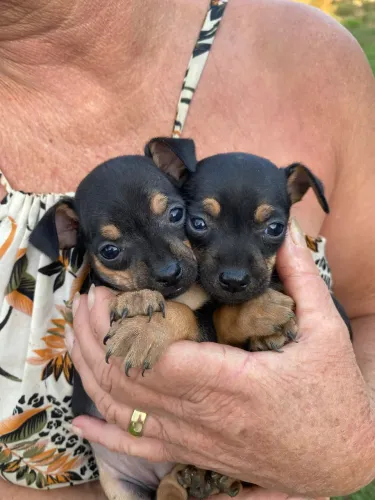 Filhote Pinscher 