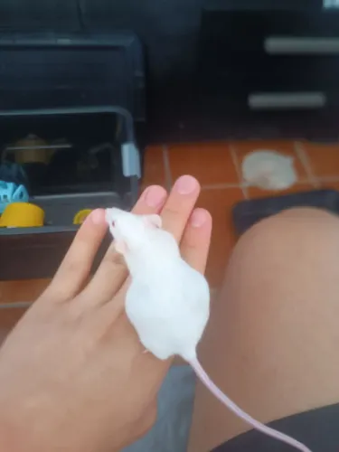 Camundongos para venda