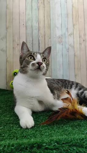 Gatinho adoção responsável 