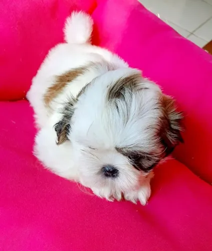 Lhasa Apso,Lhasa Apso Filhote Selecionado Alta Procedência