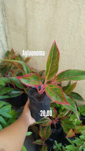 Plantas : Aglaonema Creta