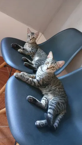 2 gatos machos 4 meses e meio pra adoção responsável .