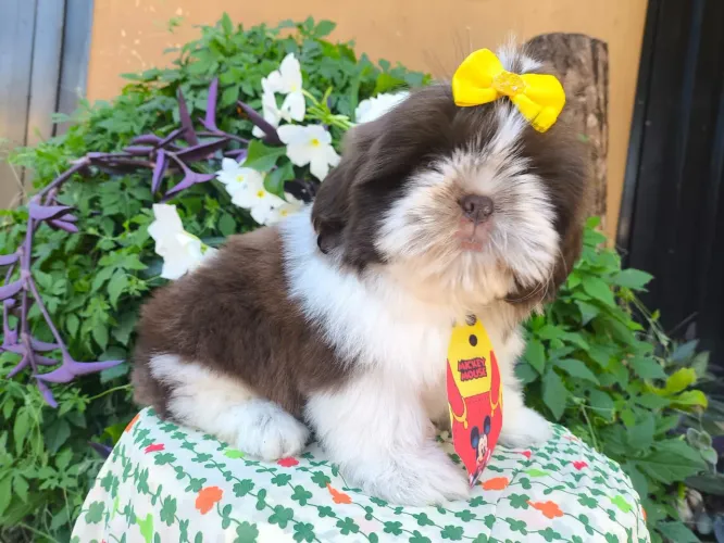 Filhote Shih tzu machos 