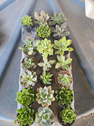 Suculentas especias no pote n6, ideais para lembrancinhas.