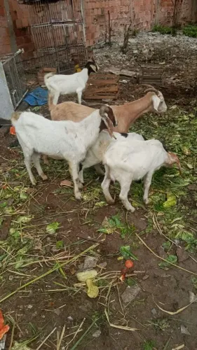 Bodes e Cabras.