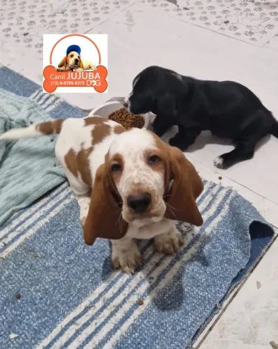 Lindos basset . Fotos reais