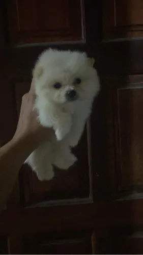Lulu da pomerania femea