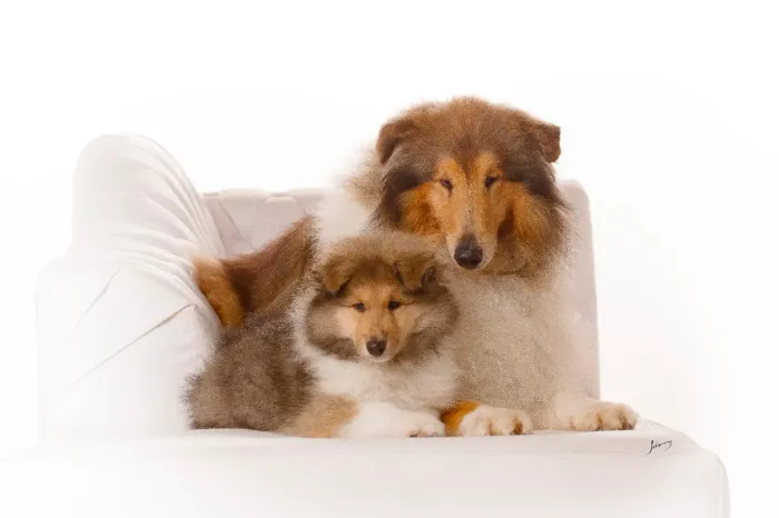 Collie pelo longo (rough collie) - Lassie