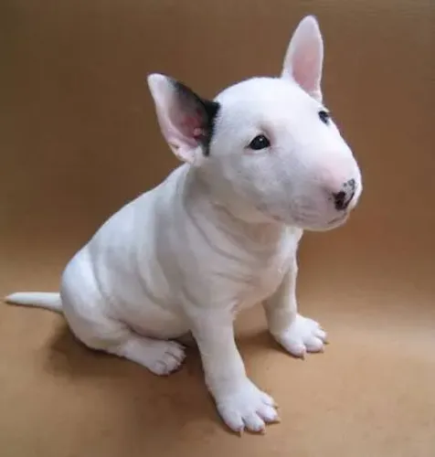 Bull terrier filhotes 