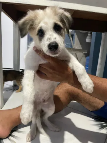 Doação filhote macho