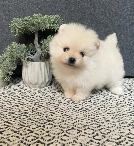 Cachorro Spitz Alemao filhote lindo pronto para novo lar