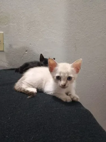 gatinho fofo pra adoção