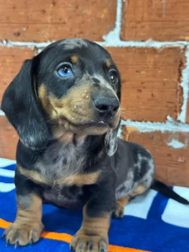 Dachshund