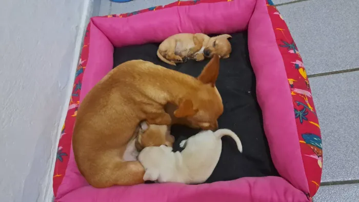 PINSCHER MACHO DISPONÍVEIS. 600,00 QUALQUER COISA CHAMAR NO WHATSAPP *.